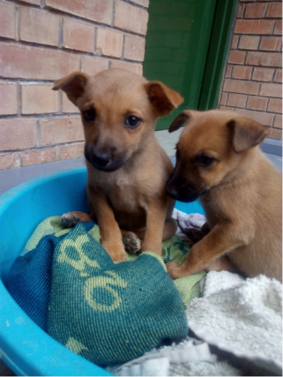 Two brown short-hair puppies sit on a pile of towels in a small child's plastic pool. They have floppy ears and black snouts.