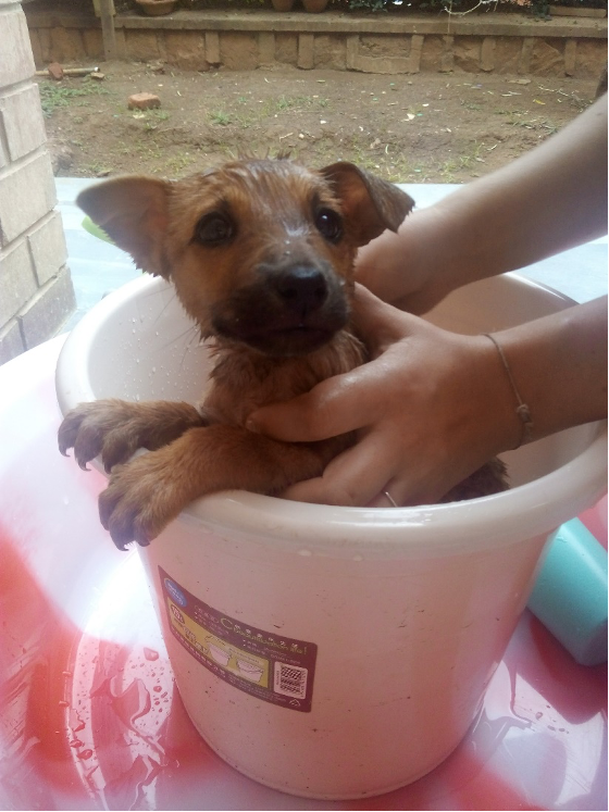 One of the puppies from the previous photo is being held in a bucket by two hands. The puppy is sopping wet and looking plaintively up at the person bathing it.